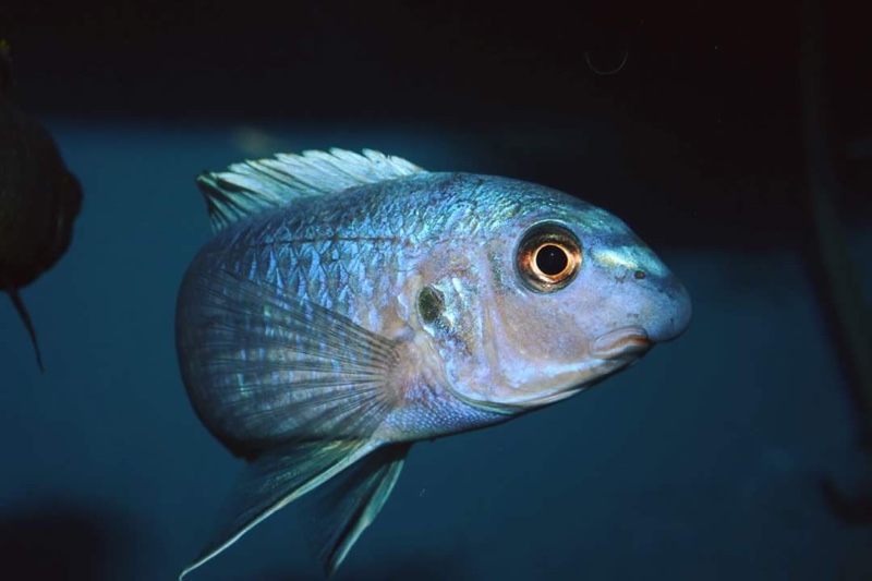 Labeotropheus trewavasae 'Mara Rocks'